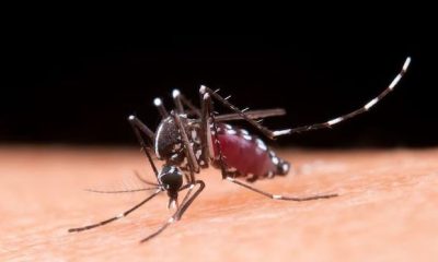 Chikungunya Outbreak