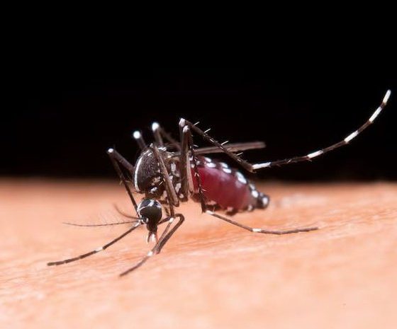 Chikungunya Outbreak