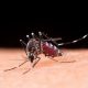 Chikungunya Outbreak