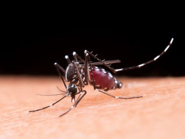 Chikungunya Outbreak