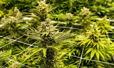 Massive Dagga Bust in Wedza, Mudzi