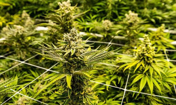 Massive Dagga Bust in Wedza, Mudzi
