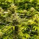 Massive Dagga Bust in Wedza, Mudzi