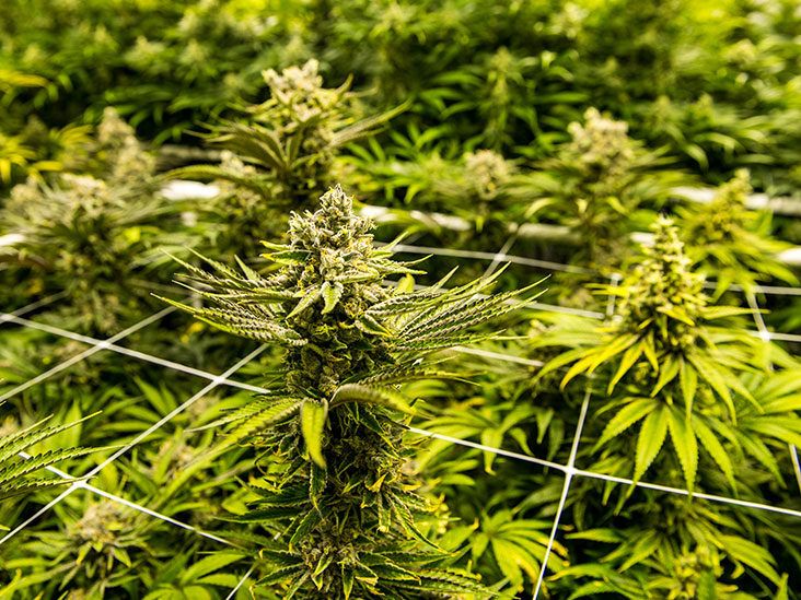 Massive Dagga Bust in Wedza, Mudzi