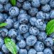 Zimbabwe Eyes China as Next Big Blueberry Frontier