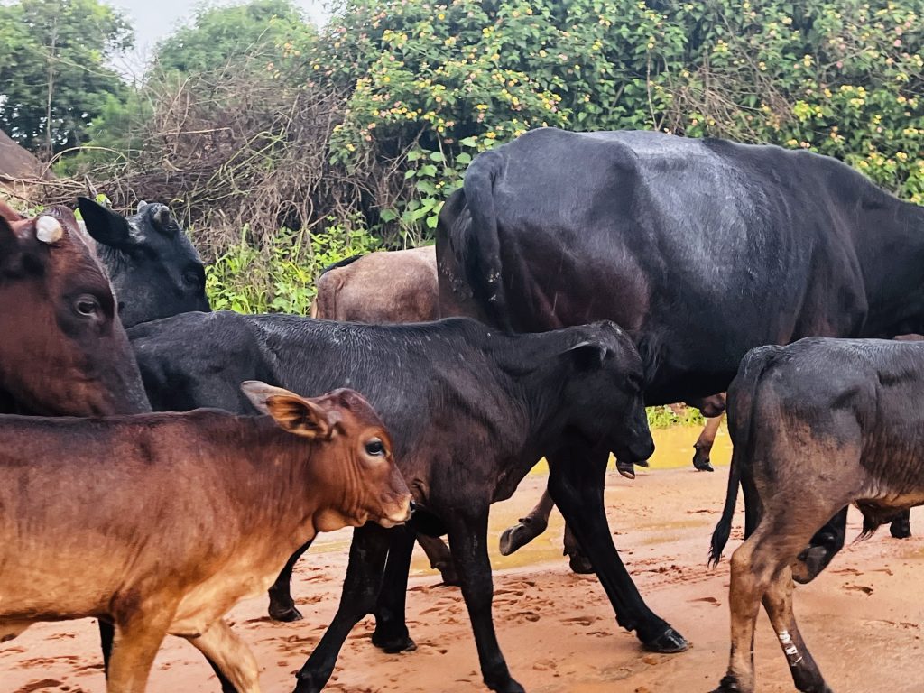 54 cattle hit by foot and mouth outbreak on Botswana border