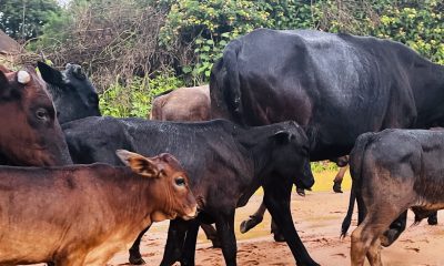 54 cattle hit by foot and mouth outbreak on Botswana border