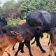 54 cattle hit by foot and mouth outbreak on Botswana border