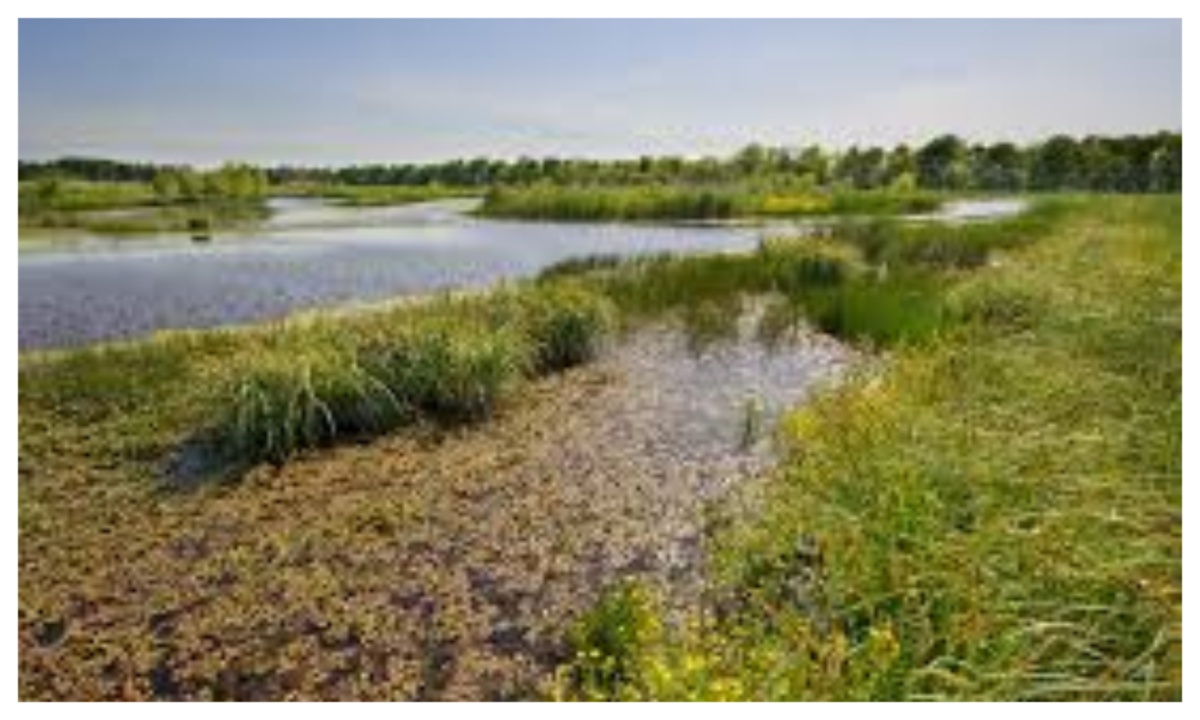 Wetlands Under Threat Despite Protections