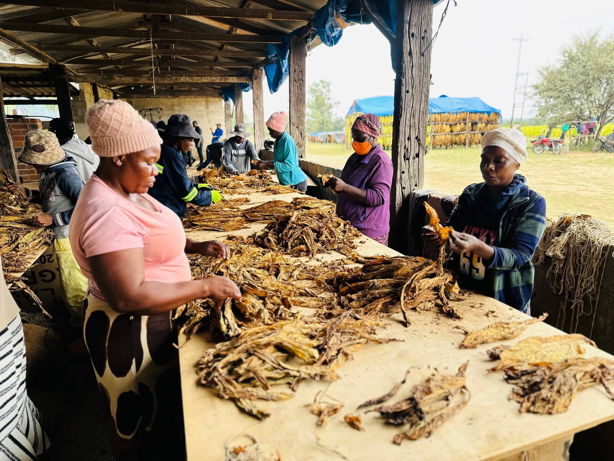 “Farmers meticulously grading tobacco leaves ahead of sale at Zimbabwe’s contract and auction floors, ensuring quality for the 2026 marketing season