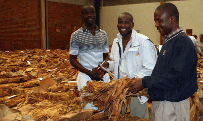 Farmers Cash In $198 Million as Tobacco Volumes Soar 83% Year-on-Year