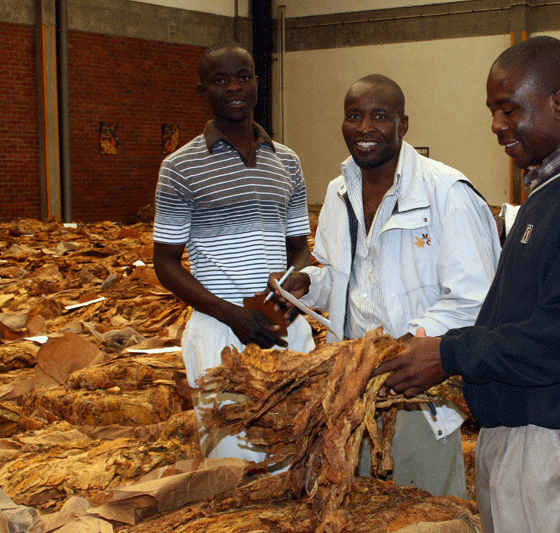 Farmers Cash In $198 Million as Tobacco Volumes Soar 83% Year-on-Year