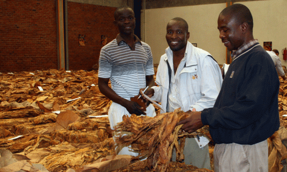 Farmers Cash In $198 Million as Tobacco Volumes Soar 83% Year-on-Year