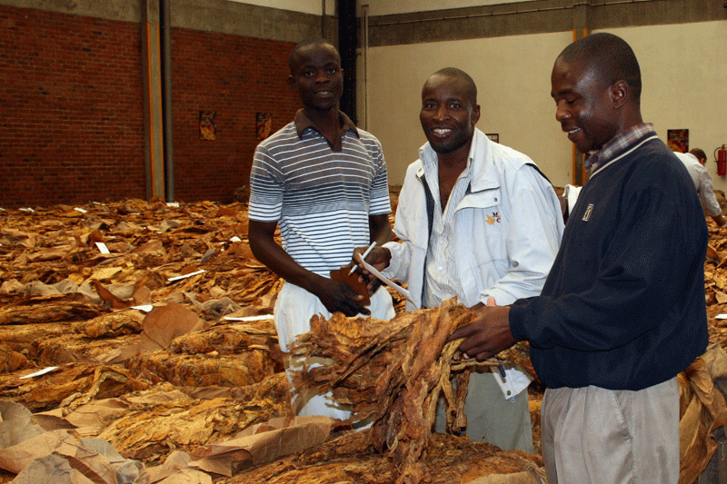 Farmers Cash In $198 Million as Tobacco Volumes Soar 83% Year-on-Year