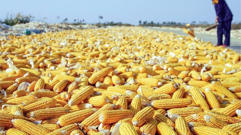 Zimbabwe’s Maize Import Bill Drops as Local Harvest Improves