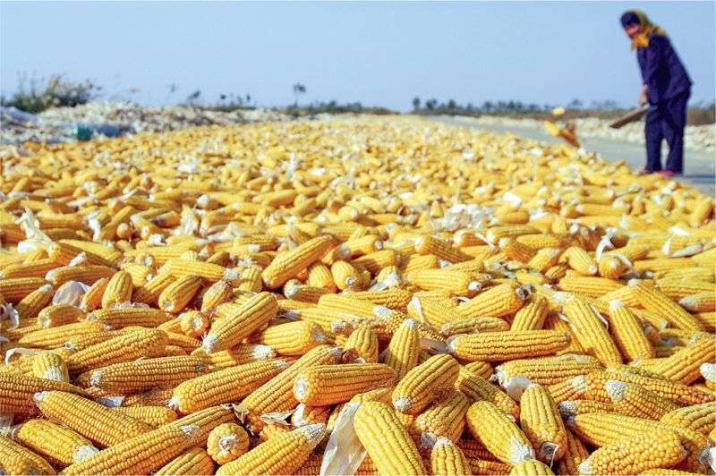Zimbabwe’s Maize Import Bill Drops as Local Harvest Improves