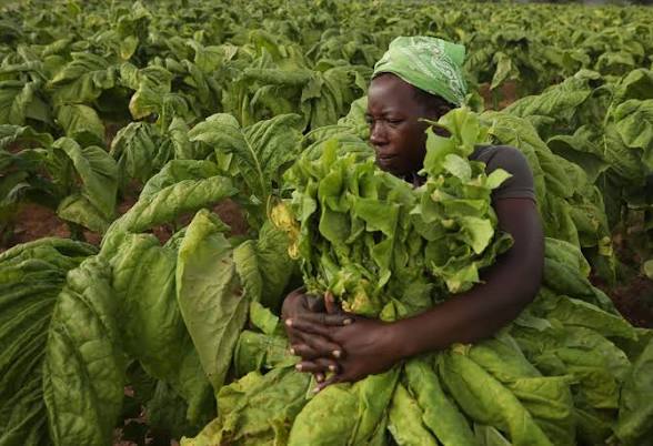 Zimbabwe Tobacco Revenue Nears US$733 Million as Sales Exceed 290 Million Kilograms