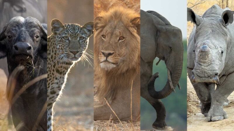 Zimbabwe, Equatorial Guinea Join Forces to Rebuild Wildlife Populations