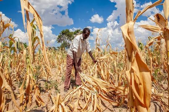El Niño threat grows as Zimbabwe faces renewed drought risk