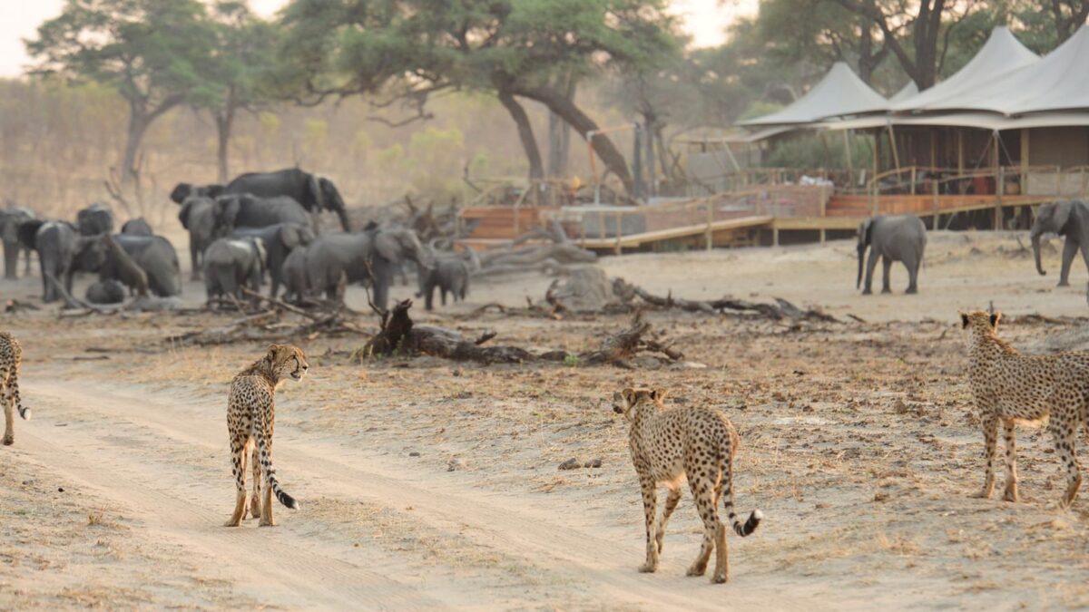 Drought Drives Hwange Wildlife Into Villages as Water Sources Dry Up