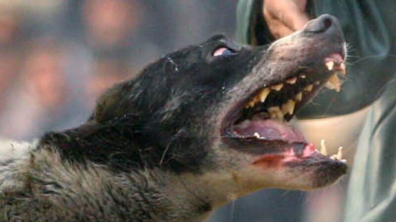Man Mauled to Death by Dogs in Kadoma