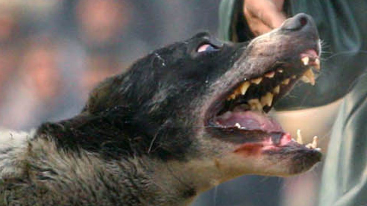 Man Mauled to Death by Dogs in Kadoma