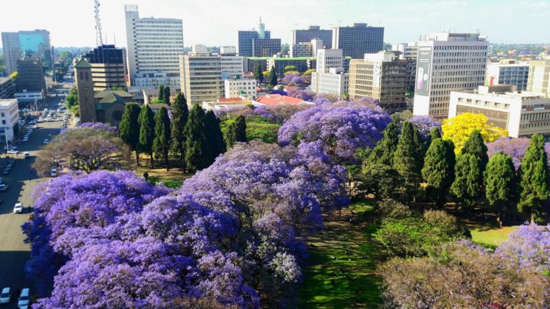 Jacaranda Season Adds Colour To The Harare Festival