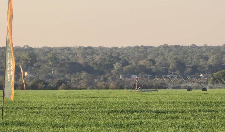 AMA Projects Revive Irrigation And Farming In Mash Central