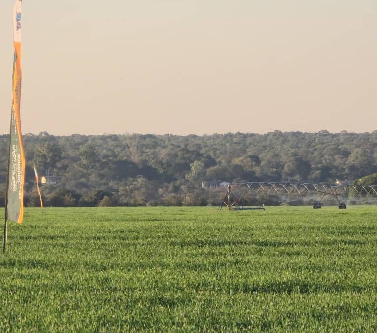 AMA Projects Revive Irrigation And Farming In Mash Central
