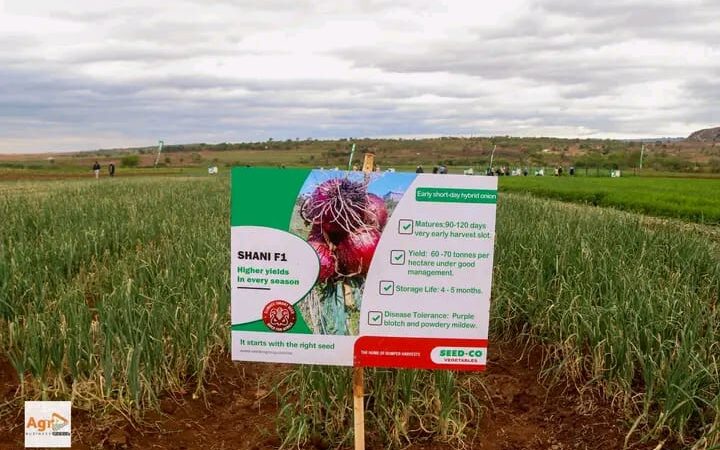 Arcturus Farmer Turns One Hectare Into 80 Tonnes as Seed Co Showcases Horticulture Potential