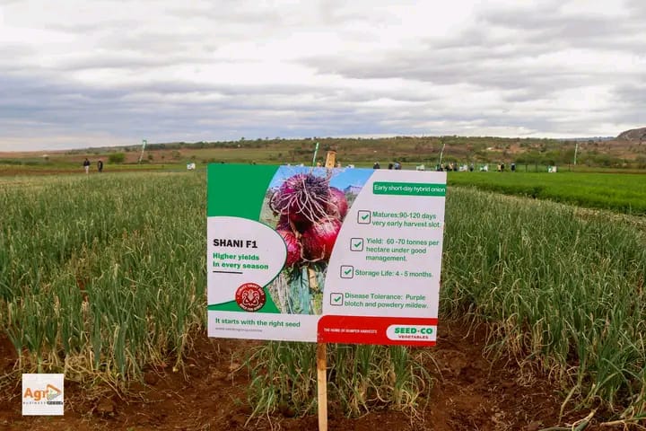 Arcturus Farmer Turns One Hectare Into 80 Tonnes as Seed Co Showcases Horticulture Potential