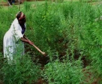 Manicaland Woman Arrested Over Dagga Cultivation