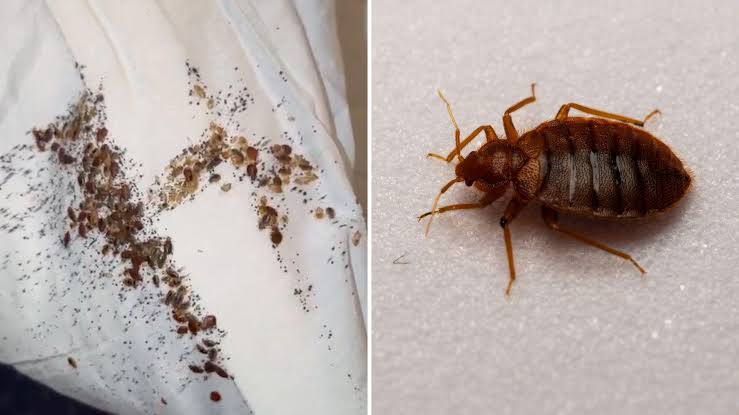 Qantas Grounds Plane In Rome After Bedbugs Found Onboard
