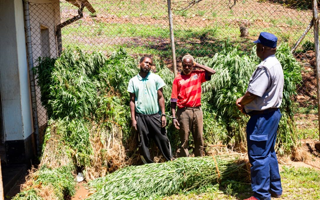 Two Ganja Farmers Arrested In Chimanimani