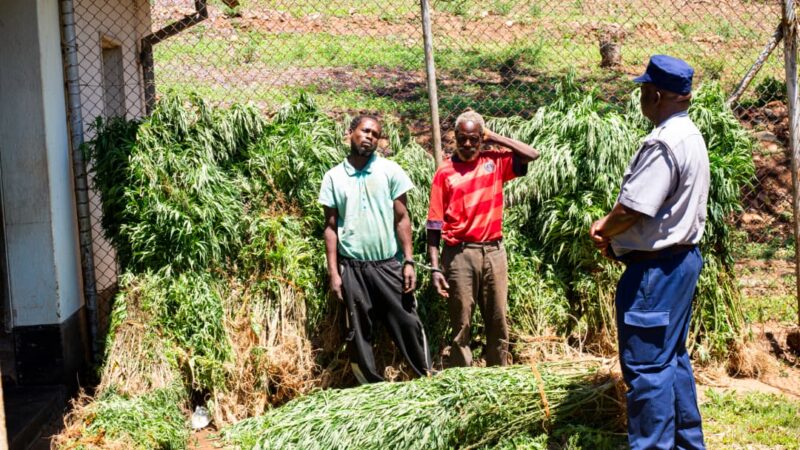 Two Ganja Farmers Arrested In Chimanimani